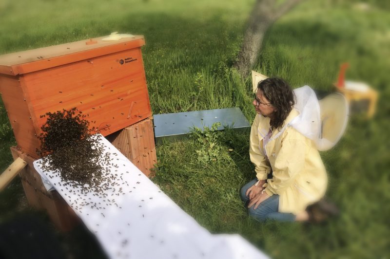 Imkerin Susanne Hartlieb mit Bienenvolk