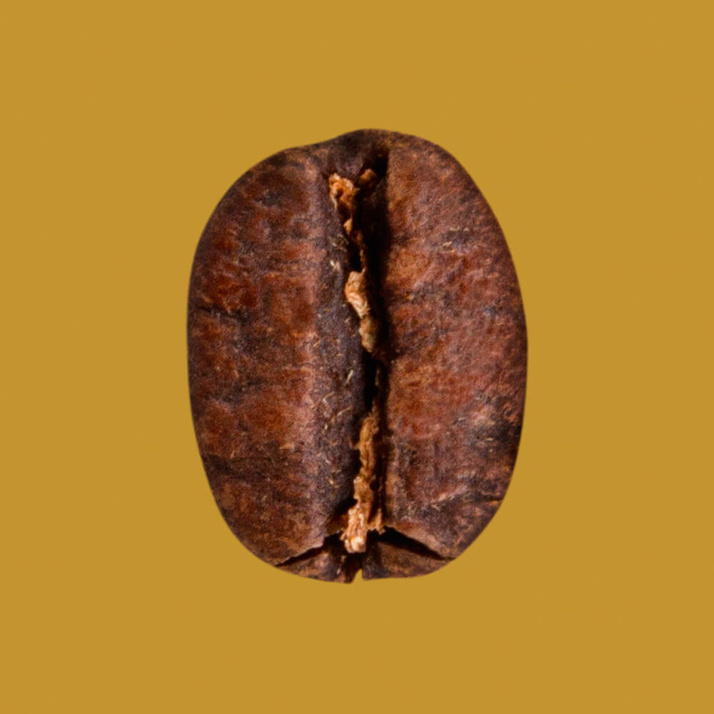 Nahaufnahme Kaffeebohne Honduras