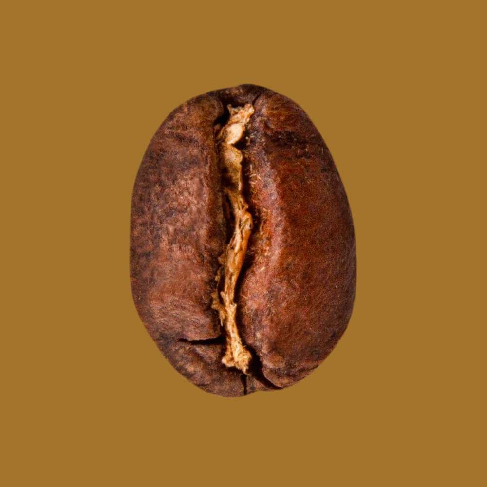 Nahaufnahme Kaffeebohne Kolumbien