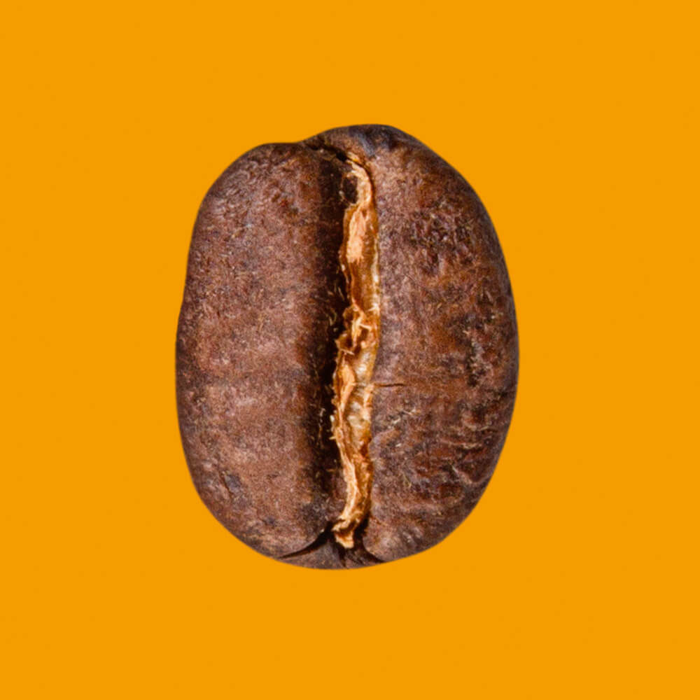 Nahaufnahme Kaffeebohne Mexiko